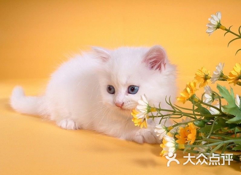波斯猫