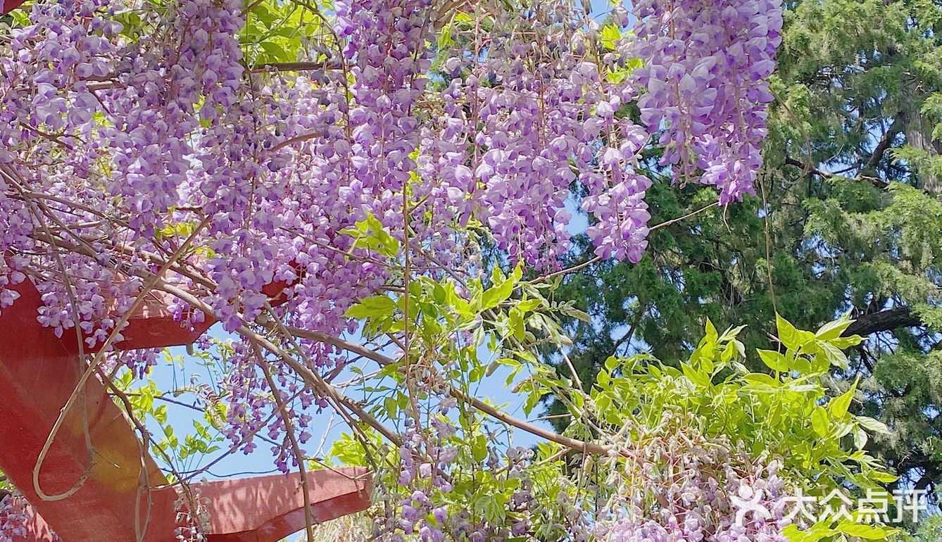 北京颐和园的紫藤花