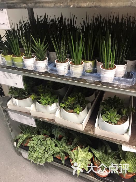 绿植摆放