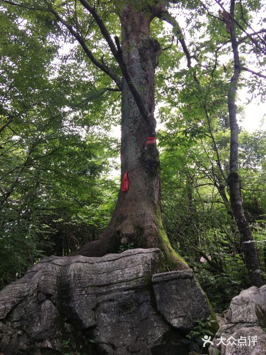 张家界天门山国家森林公园木石之恋图片