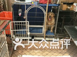 狗狗家庭寄养