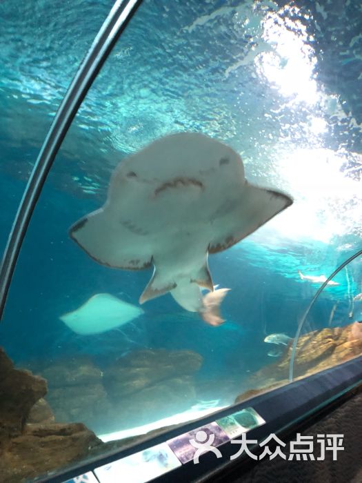 上海海洋水族馆图片 - 第5张