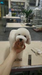 尊宠国际宠物美容护理培训学校怎么样,好不好