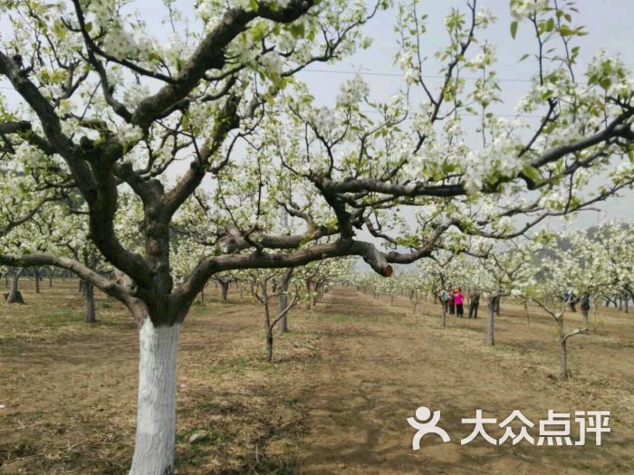 东山梨花园景点图片 - 第3张