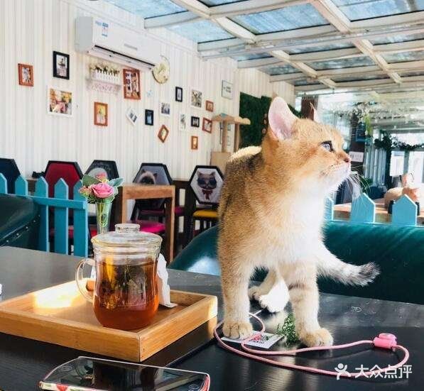 猫小院猫主题餐厅(后海店)图片 第993张