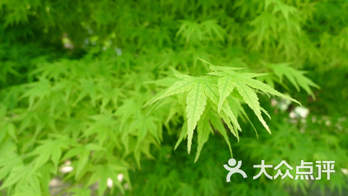 上海植物园槭树图片 - 第4张