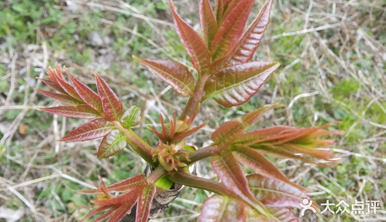 春芽,俗称刺椿,云南特色的一种树头菜,三四月发芽