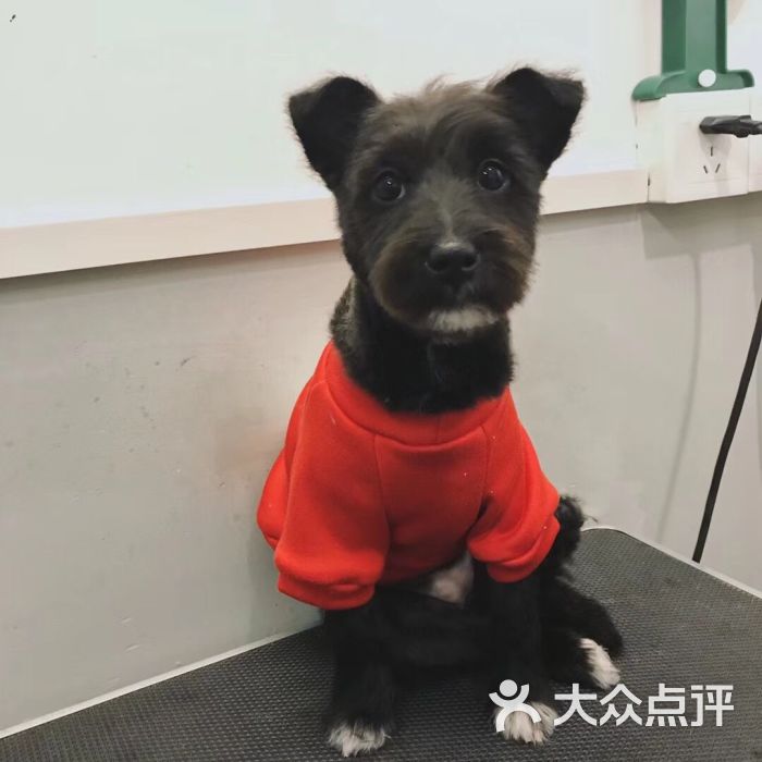 poppy 宠物美容工作室图片 - 第4张