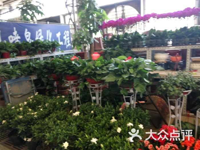 八里桥花卉市场图片 第4张
