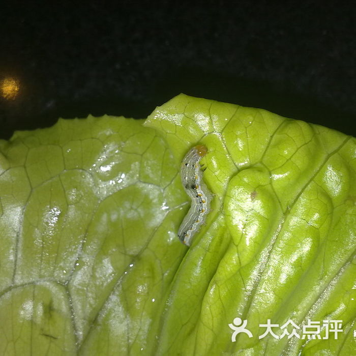 辣府生菜菜虫图片-北京火锅-大众点评网