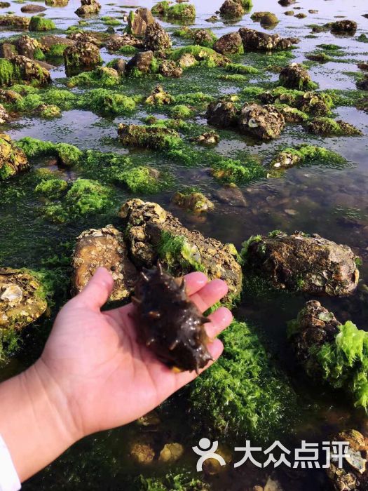 小石岛钓鱼赶海公园-景点图片-威海周边游-大众点评网