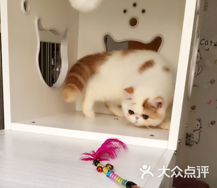 雪梨cat猫舍上传的图片