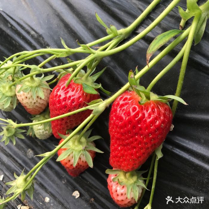 离市区最近的草莓采摘园