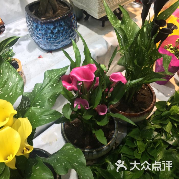 青怡坊·花鱼茶交易中心图片-北京花店-大众点评网