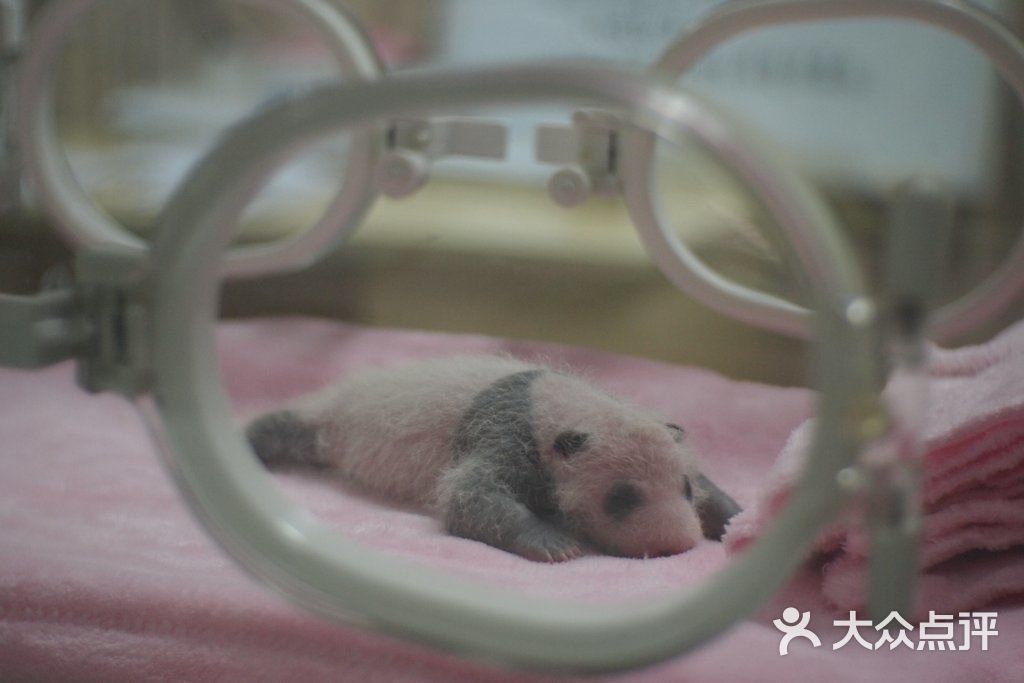 产房里的小小大熊猫