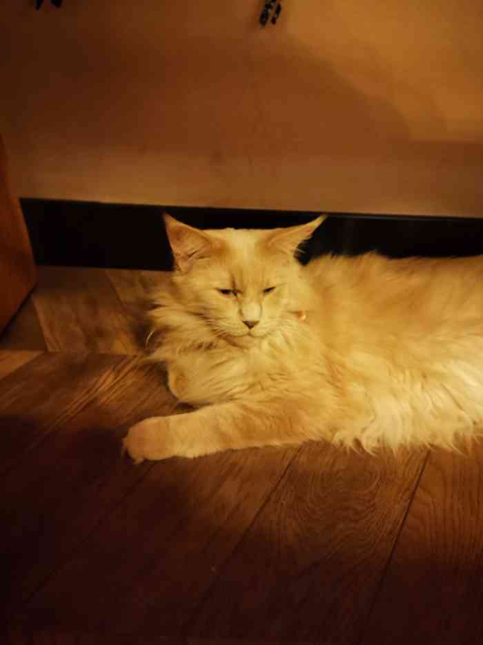 蓝鲸地下吸猫场所·猫咖啡厅