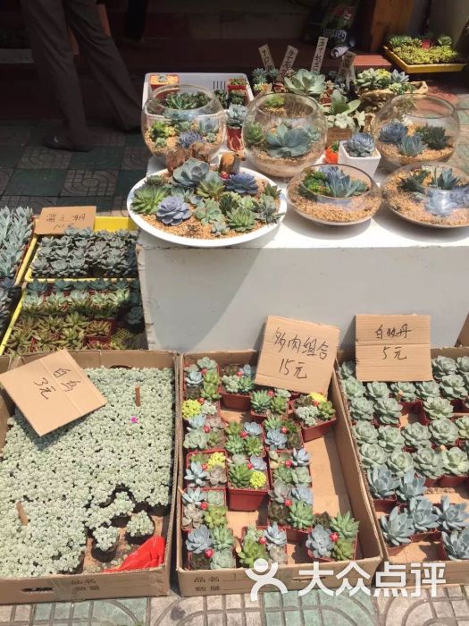 溪岸路花鸟市场图片 - 第9张