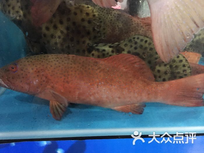 叶姐海鲜加工(火车头店)图片 - 第267张