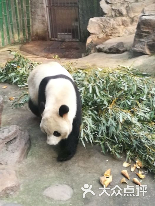 北京动物园熊猫馆-图片-北京周边游-大众点评网