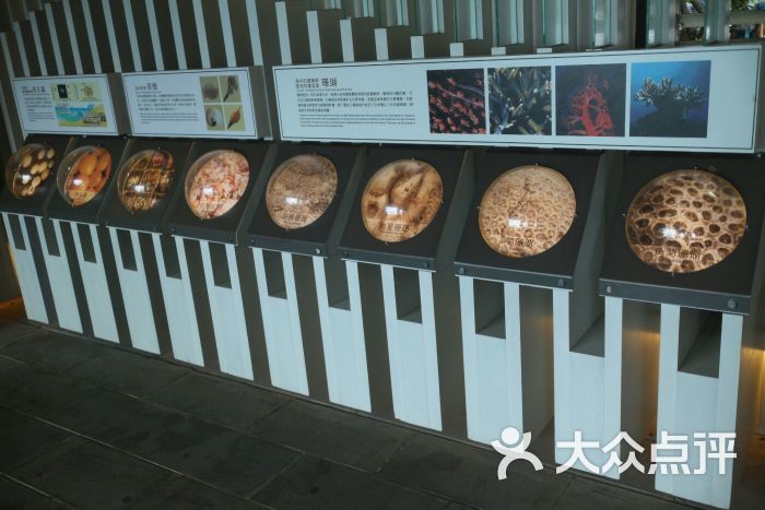 砂岛贝壳沙展示馆-图片-垦丁景点玩乐-大众点评网