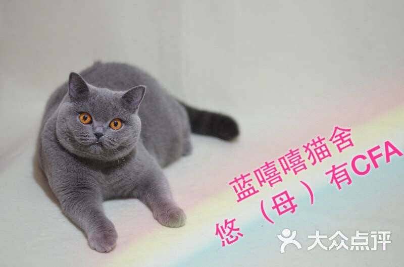 蓝猫(蓝嘻嘻猫舍cfa)图片 - 第5张