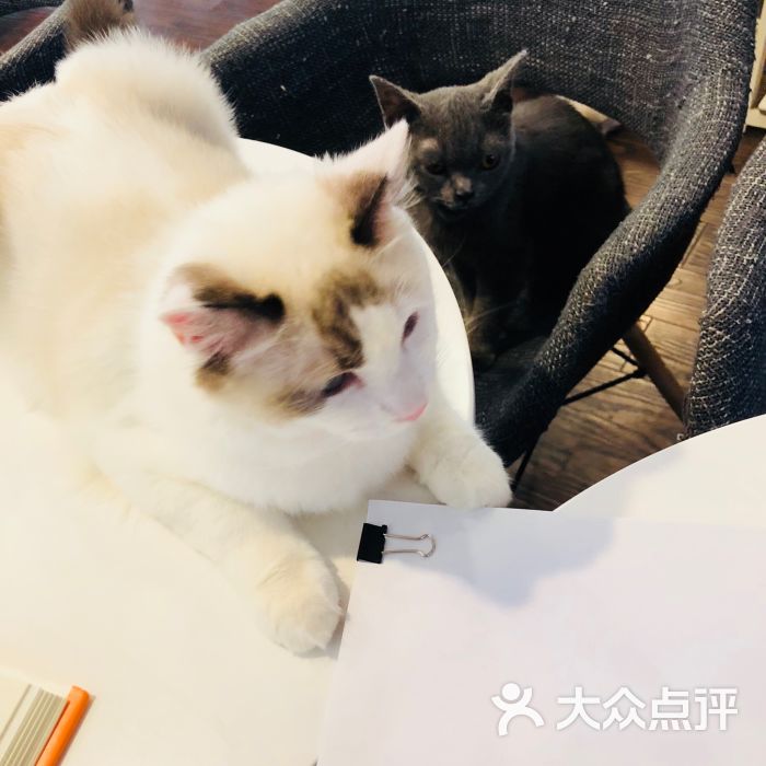 喵仙女猫咖啡-图片-杭州美食-大众点评网