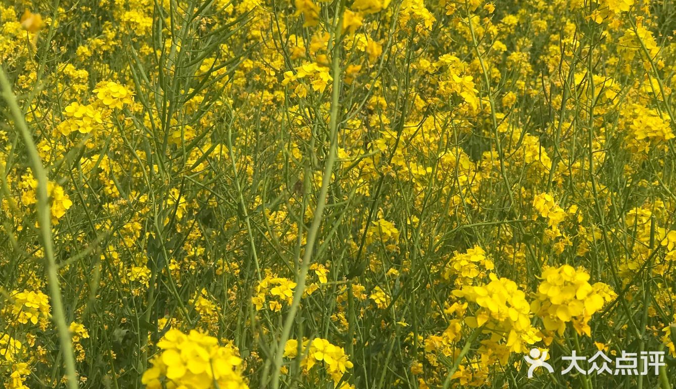 在大兴紫宸苑有大片油菜花海终于在北京寻到了南方的油