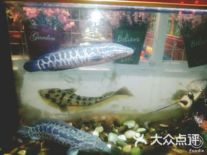 痴鱼-藤椒鱼(东门店)图片 第20张