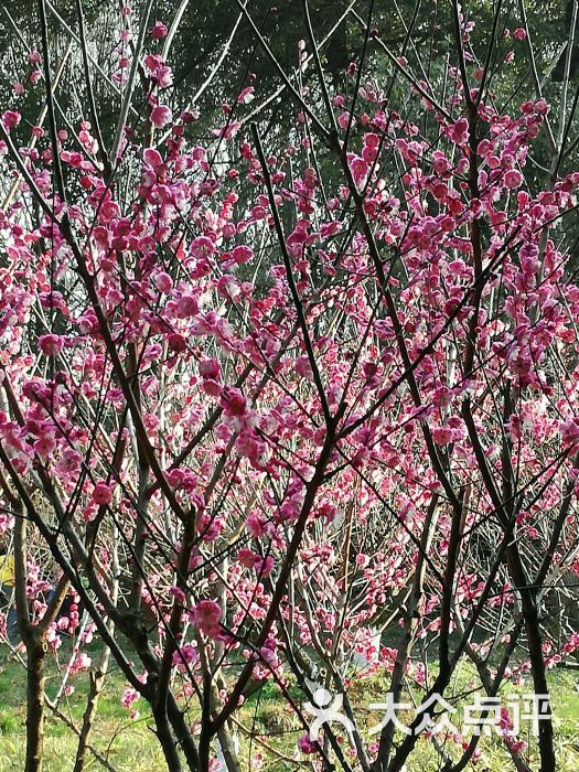 湖南省森林植物园梅花图片 - 第4张