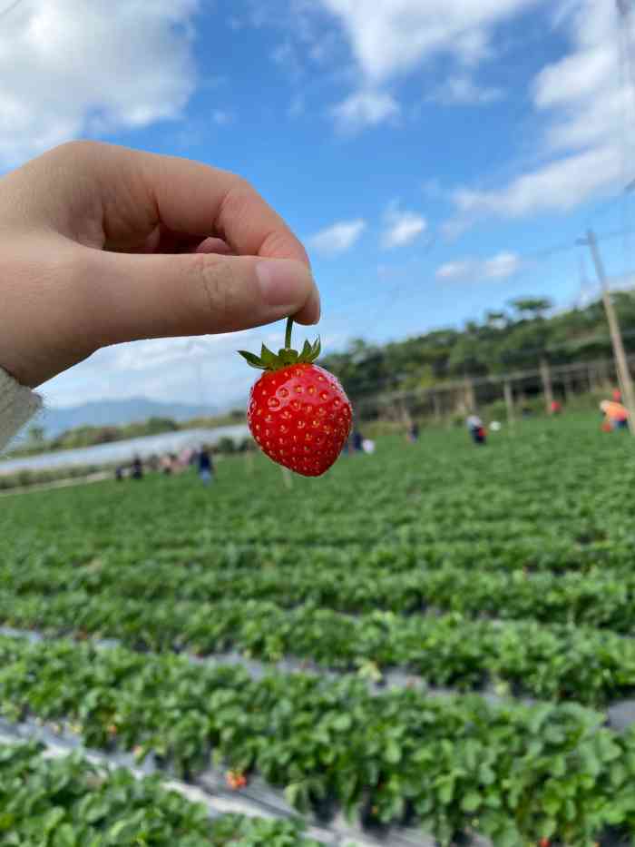 梁哥有机牛奶草莓采摘园