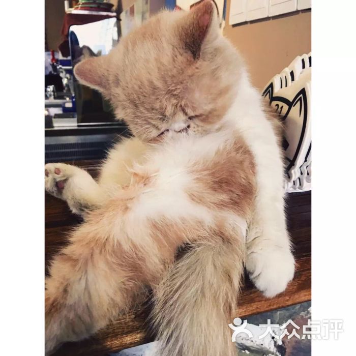 懒猫咖啡馆图片 - 第8张