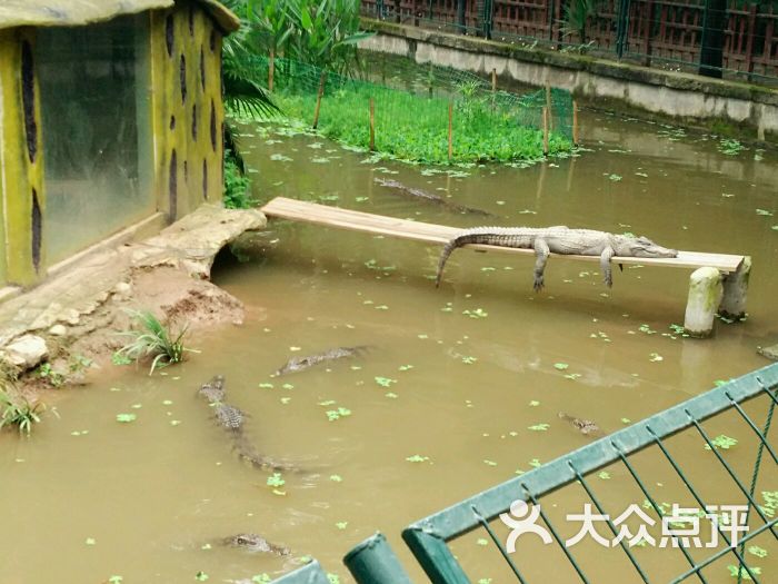 重庆鳄鱼中心-图片-重庆周边游