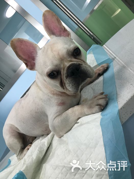 宠香宠物诊所:竟然碰到了美女医生,对猫猫很温