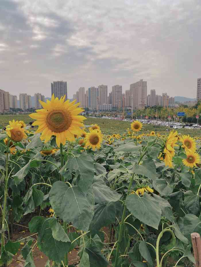 蔡家中央森林公园