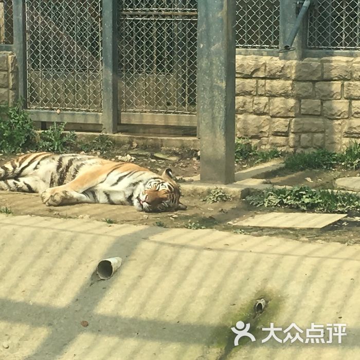 上方山森林动物世界图片-北京动物园-大众点评网