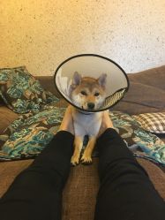 铭心宠物医院(铭心宠物医院金沙分院)怎么样,好