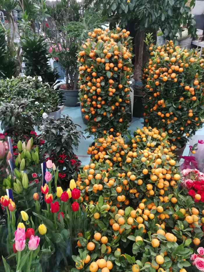 蟹岛国际花卉-"蟹岛里新开业的花卉市场,里面很宽敞,.