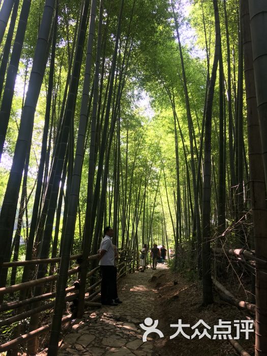 石塘竹海-图片-南京周边游-大众点评网