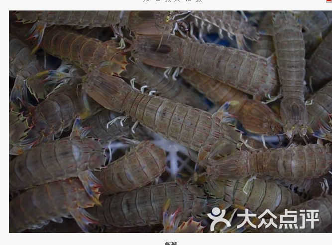 虾婆 皮皮虾