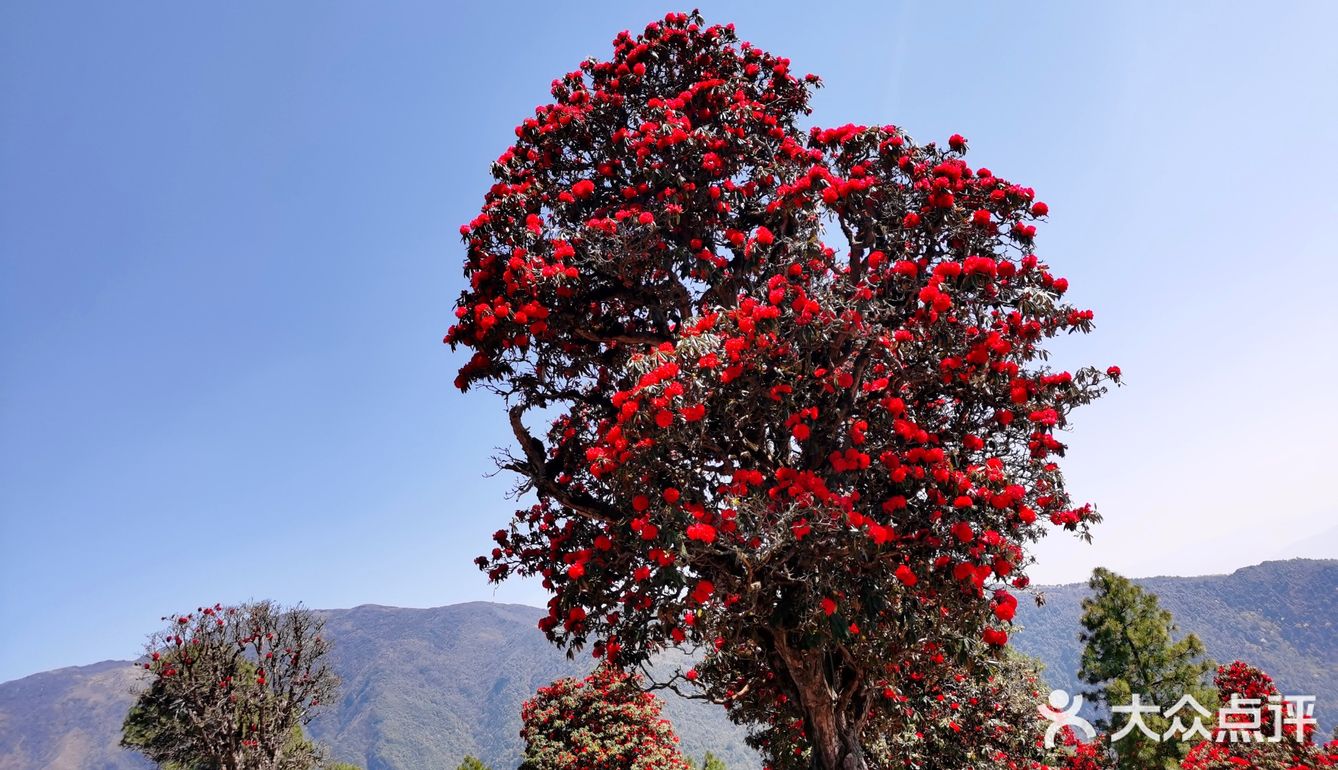 大理苍山杜鹃花