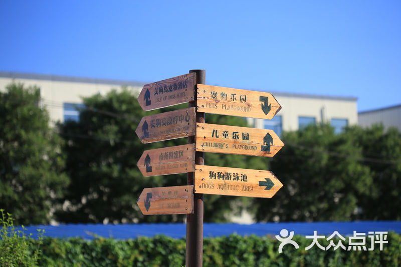 美狗岛-图片-北京宠物