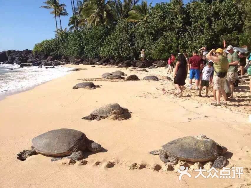 laniakea beach图片 - 第7张
