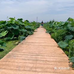 【莲泗荡风景区】电话,地址,价格,营业时间(图 嘉兴周边游 大众