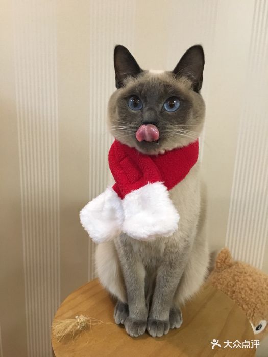 FoxFire 狐红火宠物生活馆(万达广场松江店)