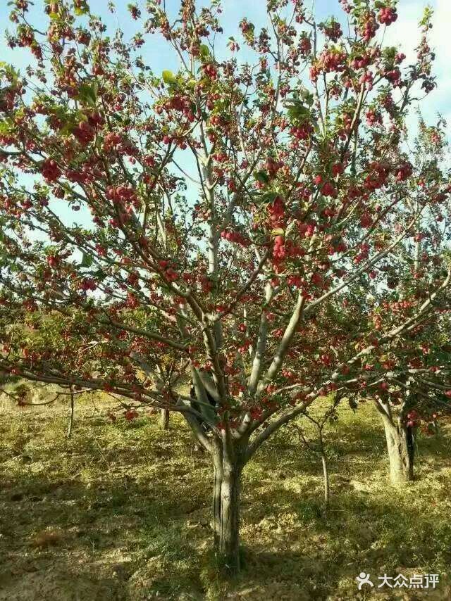 八棱海棠树苗圃图片