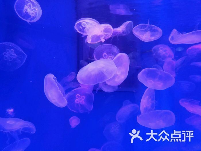 大连圣亚海洋世界-图片-大连景点/周边游-大众点评网