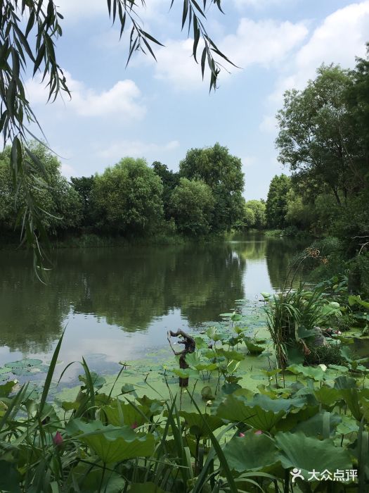 新江湾湿地生态观鸟拍鸟基地图片 - 第49张