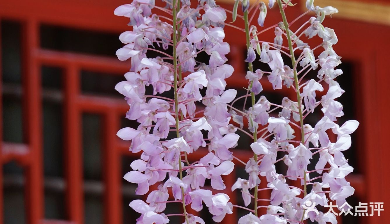 紫禁城春花的最后疯狂|故宫紫藤和牡丹