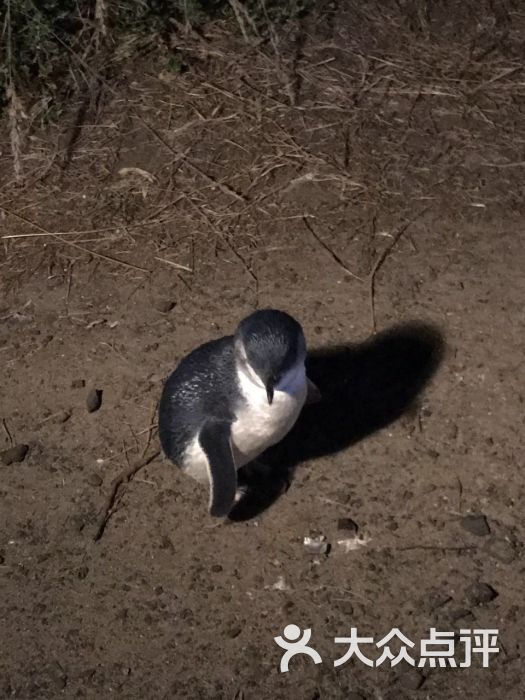 墨尔本企鹅岛-图片-墨尔本景点