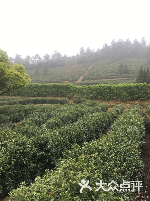 树山景区-云泉茶树图片-苏州周边游-大众点评网